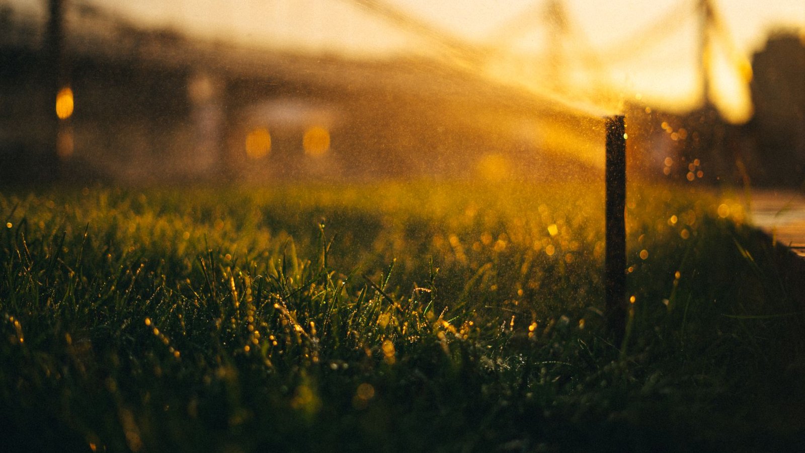 Sprinkler watering a lawn in golden evening light